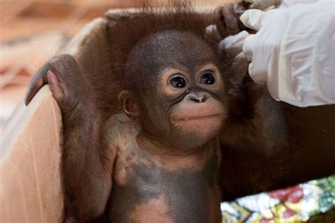 Infant Orangutan Clings To Rescuers Hands After Being Found Alone