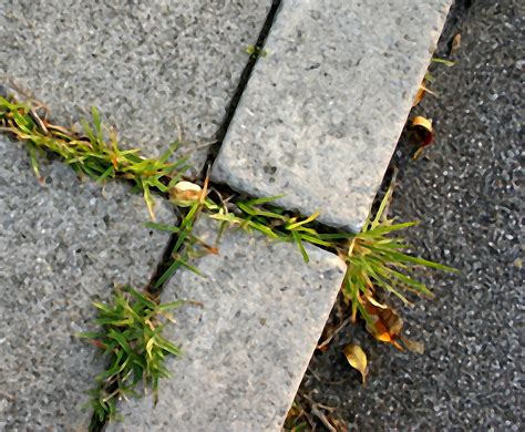 Weeds In Sidewalk Cracks Full By Dogluin On Deviantart