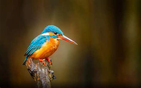 Common Kingfisher Orange Blue Bird River Bentota In Sri Lanka Desktop