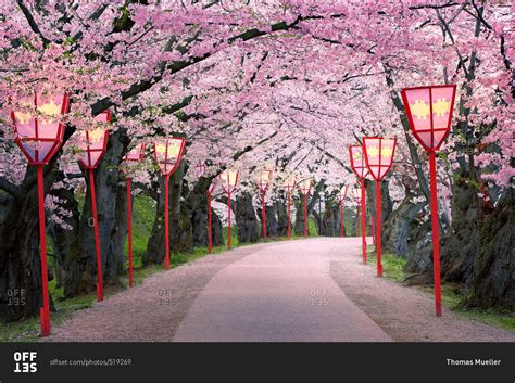 Cherry Blossoms On Tree Lined Path With Street Lamps In