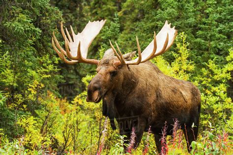Large Bull Moose With Antlers In Autumn Denali National Park Interior