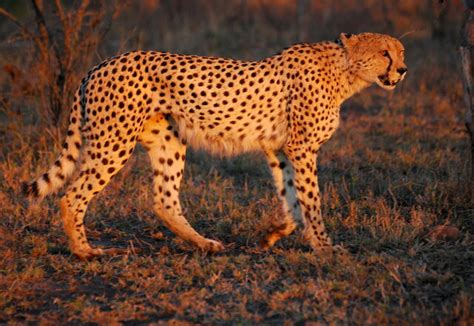Sarah The Cheetah Worlds Fastest Land Mammal Dies In Ohio Zoo