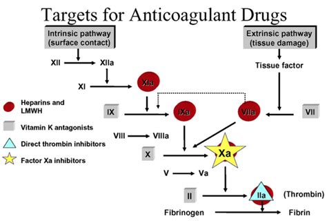 Anticoagulation Medications Basic Science Orthobullets