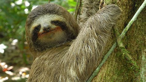 Animal Misfits | Three-toed Sloth: The Slowest Mammal in the World
