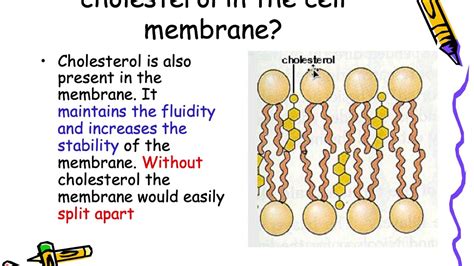 Cell Membrane Transport Concept Map