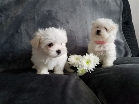 Snow White Baby Doll Face Tea Cup Maltese Terrier Puppies For Sale