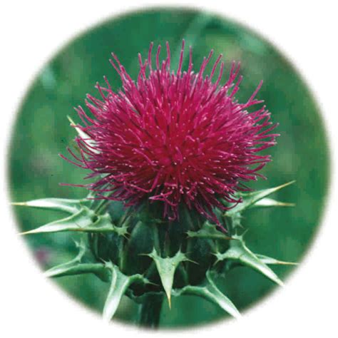 The information within the reviews and faq. Milk Thistle Dry Extract - Euromed