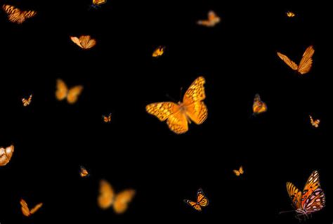 220 Free Butterfly Overlays For Photoshop