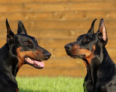 15 Interesting Facts About Doberman Pinschers You Probably Didnt Know
