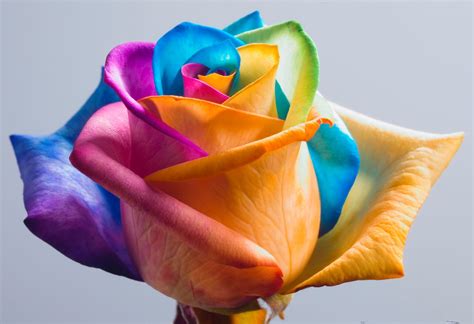 Wallpapers Rainbow Roses