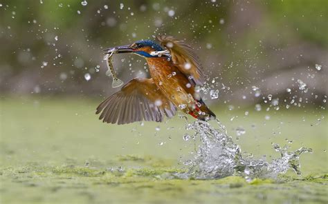 Wallpaper Kingfisher Catching Fish Water Splash 1920x1200 Hd Picture