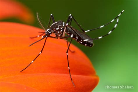 Asian Tiger Mosquito Aedes Albopictus · Inaturalist