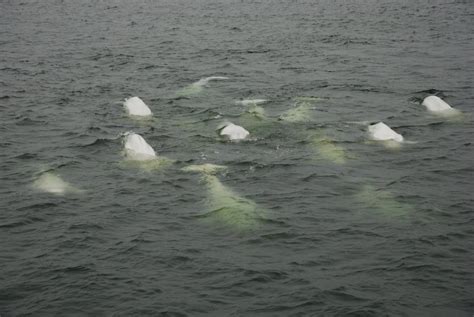 Pod Of Beluga Whales Churchill Canada Travellerspoint Travel