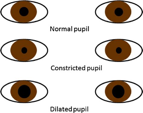 Example Of Variations In Pupil Size While Looking At Object Of Interest