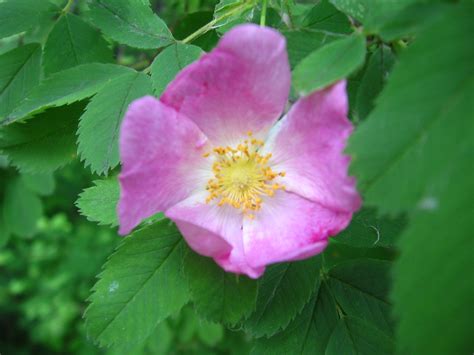 Wild Alberta Rose 16 Where The Wild Roses Grow Line In Th Flickr