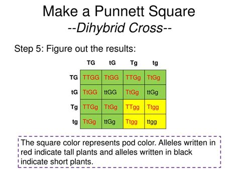 Dihybrid Punnett Square Blank A Beginner S Guide To Punnett Squares