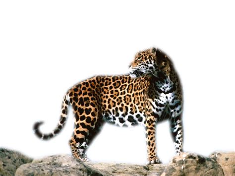 Leopard Jaguar Cheetah Tiger Ocelot - leopard png download ...