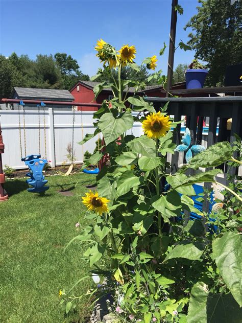 Sunflowers 2015 My Garden Garden Plants Sunflower