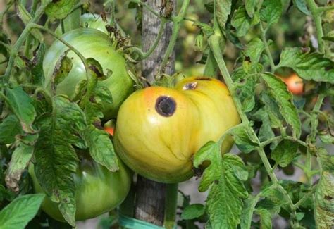 What Causes Black Spots On Tomatoes And How To Treat Them Gardening