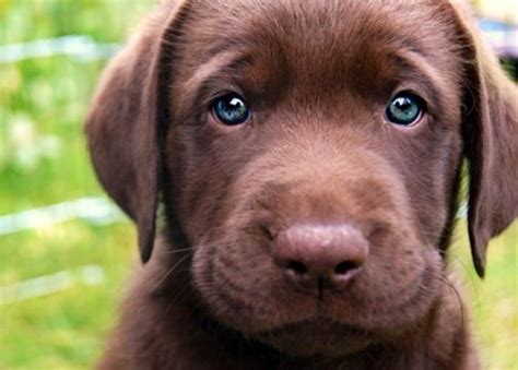 Akc registered lab puppies now taking $100 non refundable deposits to reserve 1 chocolate boy, 2 yellow boys and 5 yellow girls. Brown lab pup with blue eyes | Retriever | Pinterest ...