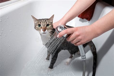 Wet Cat In Bathroom Take A Shower Stock Photo Image Of Animal