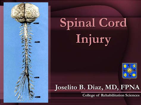 Ppt Spinal Cord Injury Powerpoint Presentation Free Download Id