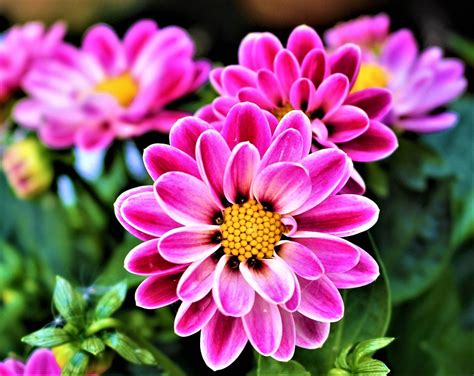 Free Photo Flowers Petal Flowering Plants Free Image On Pixabay