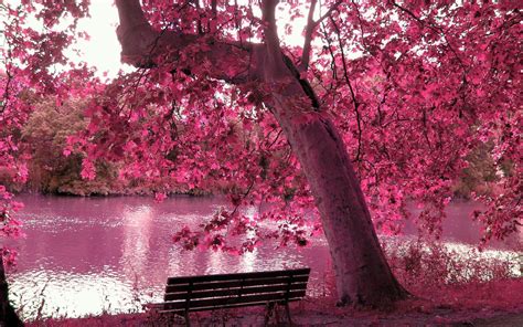 Pink Autumn Wallpapers Top Free Pink Autumn Backgrounds Wallpaperaccess