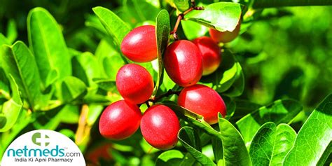 Miracle Fruitmiracle Berry Health Benefits Uses Natural Sweetener