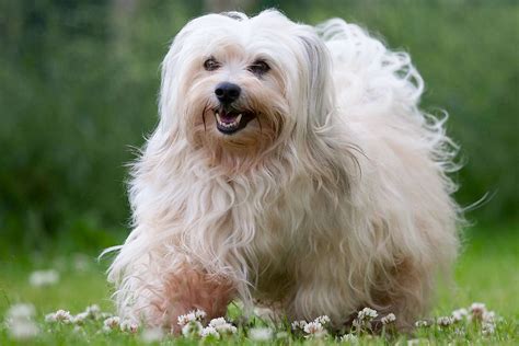 Havanese Dog Breed Characteristics And Care