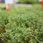 · the guide to the successive events. Sand Springs Herbal Affair & Festival | Danielle ...