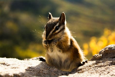 The Role Of Chipmunks In A Humans Environment Nature Blog Network