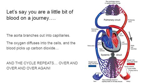 Igcse 0654 The Circulatory System Biology Quizizz