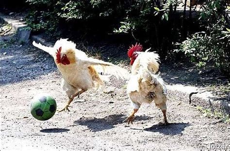 20 Funny Animals Playing Soccerfootball 20 Pics