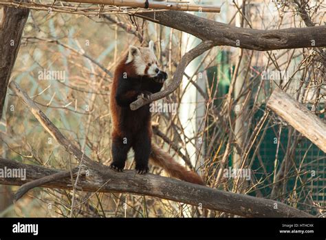 Red Panda Ailurus Fulgens Vienna Zoo Tierpark Schoenbrunn Vienna