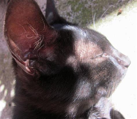 Bat Eared Cat Photograph By Miss Mclean
