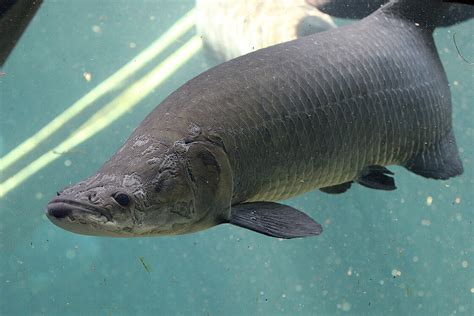 The Arapaima Is Waiting For You At Zoo Leipzig