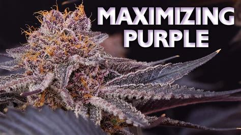 Top 5 Secrets To Maximizing Purple In Buds P Mix Recipe Included