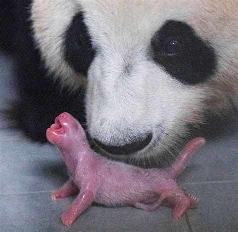 Chinese Giant Panda Gives Birth In South Korean Zoo