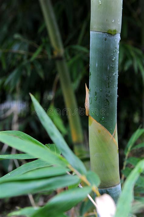 Tige En Bambou Verte Image Stock Image Du Vert Bambou 5711097