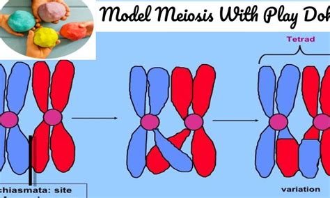 Modeling Meiosis With Play Doh Small Online Class For Ages 8 13