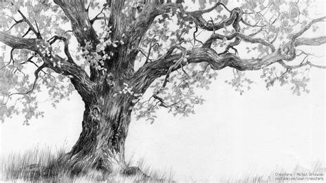 Pencil Drawing Of Oak Tree
