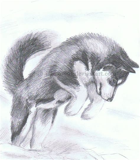 Siberian Husky By Mimose91 On Deviantart Husky Drawing Animal