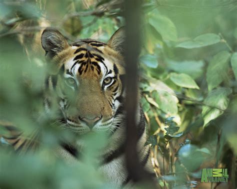 Download Animal Pla Wallpaper Tiger By Hmarshall Animal Planet