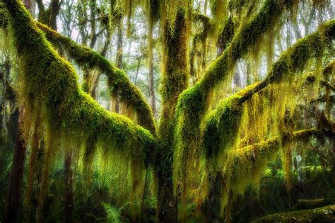 Magnificent Mossy Ancient Antarctic Beech Trees Drew Hopper