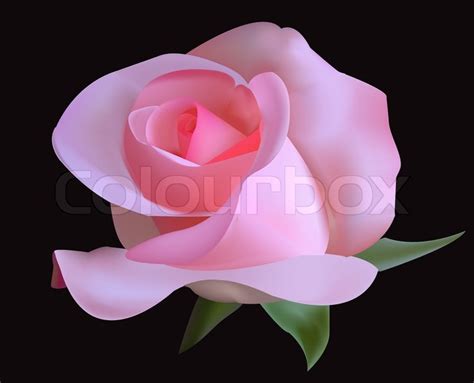 Red roses with text space. Beautiful rose. Photo-realistic vector. | Stock Vector ...