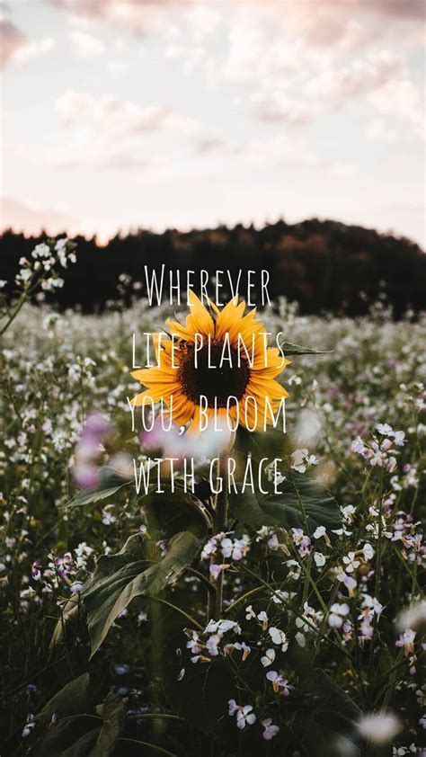 Quotes Sunflower Sunset Sunflower Quotes Flower