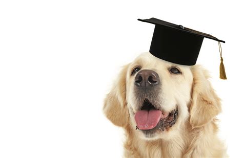 Adorable Dog With Black Graduation Cap On White Background My
