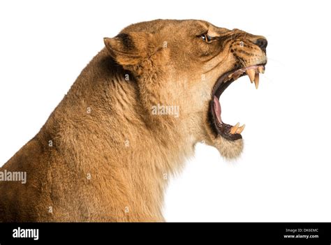 Roaring Lioness Hi Res Stock Photography And Images Alamy