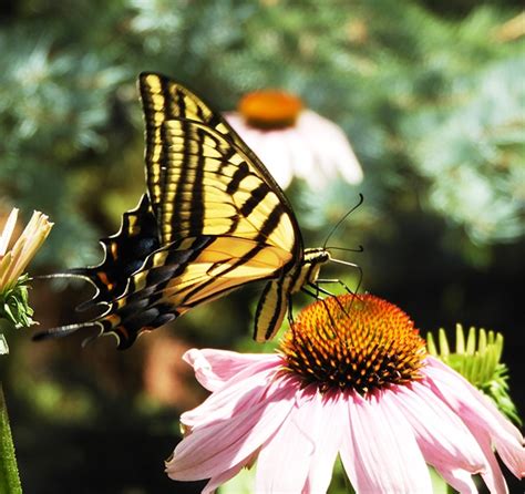 Two Tailed Swallowtails Lifting Spirits In Los Alamos